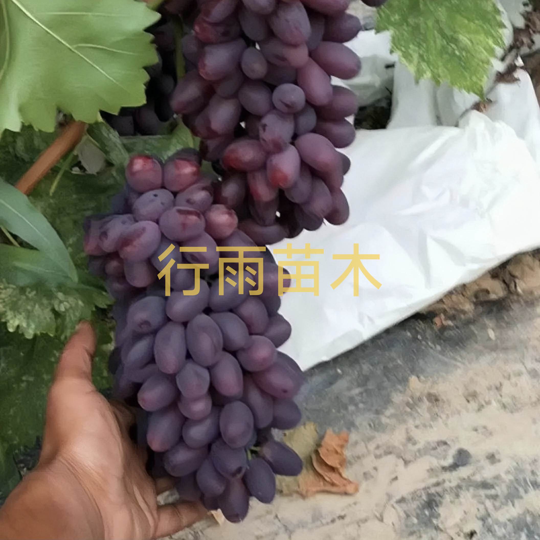 行雨苗木巨盛一号嫁接苗（夏黑砧木）