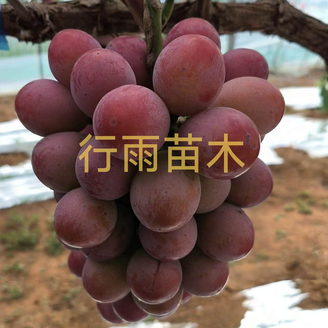 行雨苗木—妮娜皇后嫁接苗（5BB砧木）