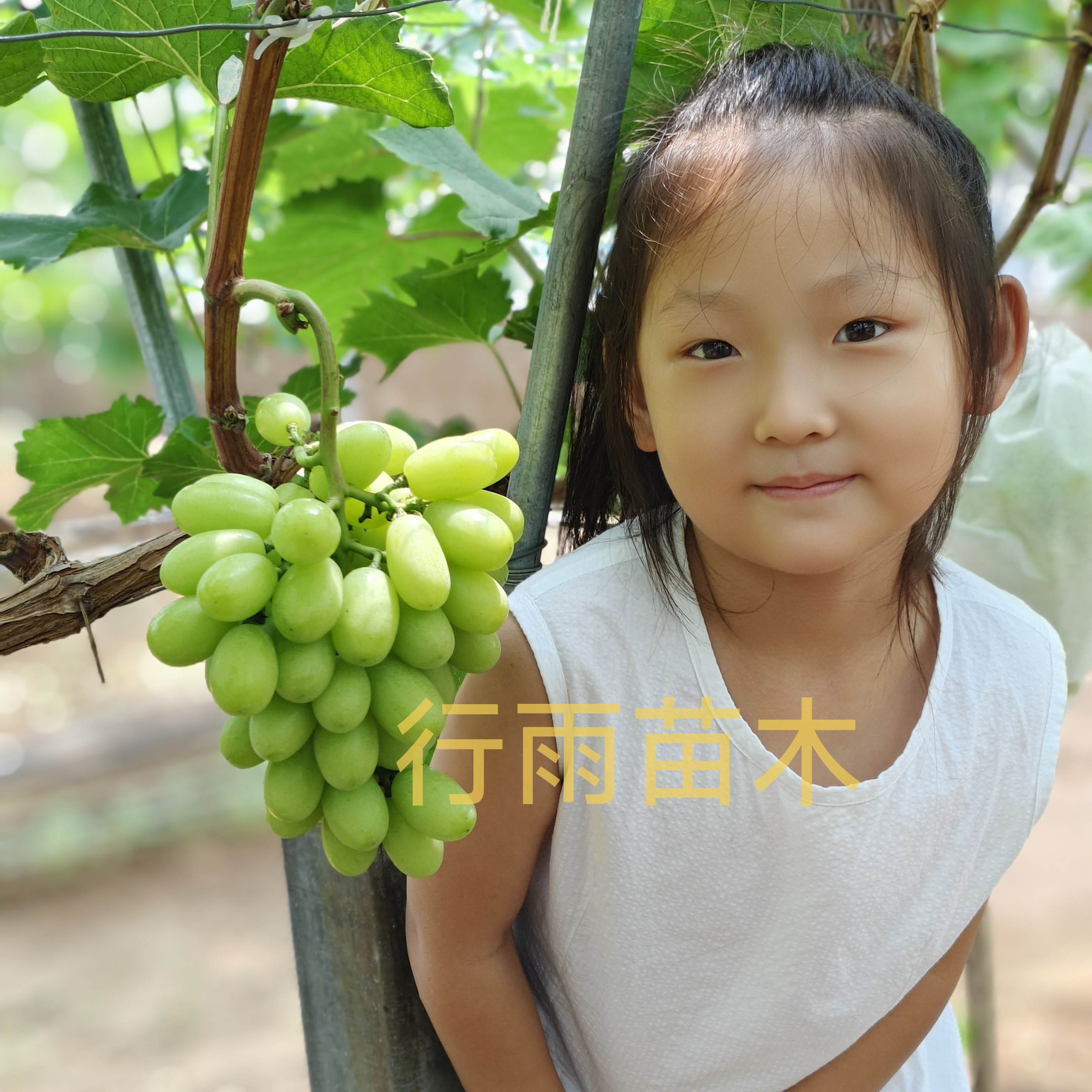 行雨苗木绿色极香嫁接苗（夏黑砧木）