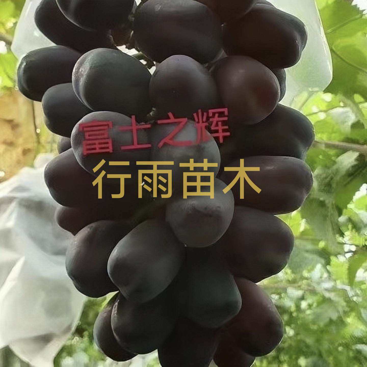 富士之辉 夏黑砧木 行雨苗木