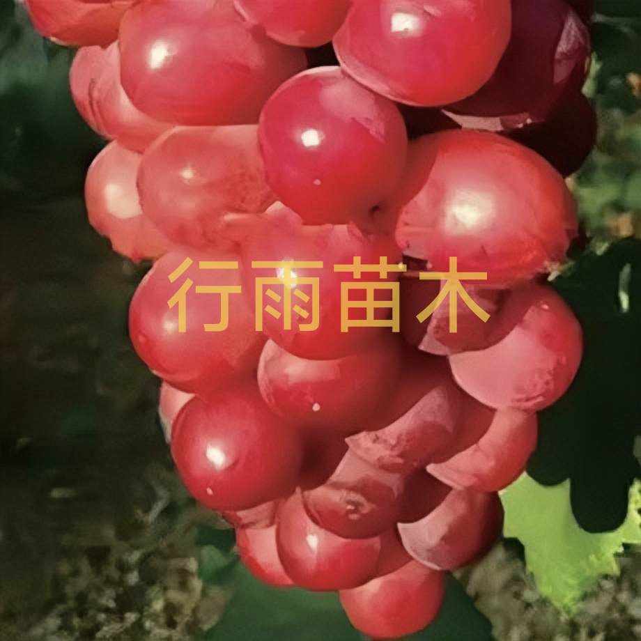 红夏音 夏黑砧木 行雨苗木