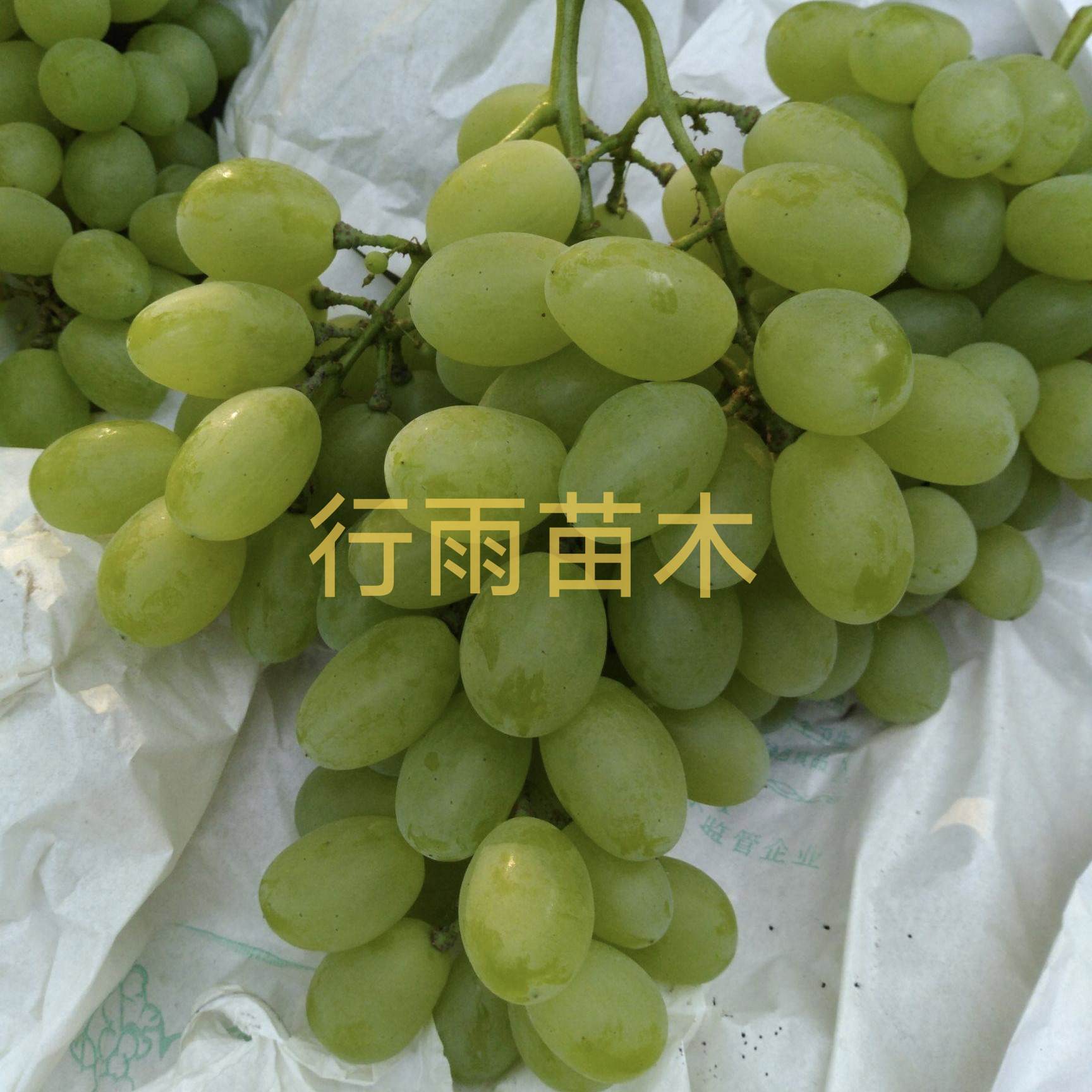 行雨苗木—无核白鸡心嫁接苗（夏黑砧木）