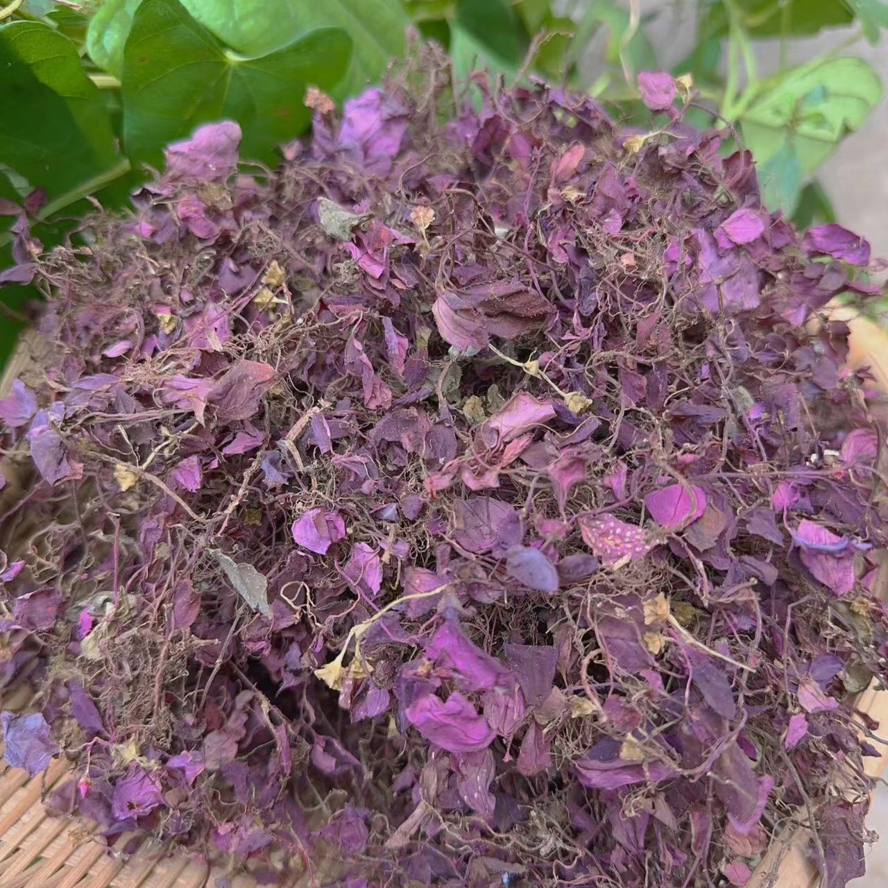 【风柜斗草】贵州下山货野生风柜斗草100g包邮