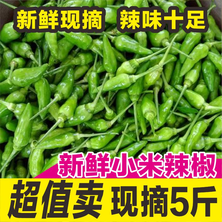 【小扬哥甄选】广西5斤野山椒泡椒超辣辣椒农家新鲜小米椒朝天椒