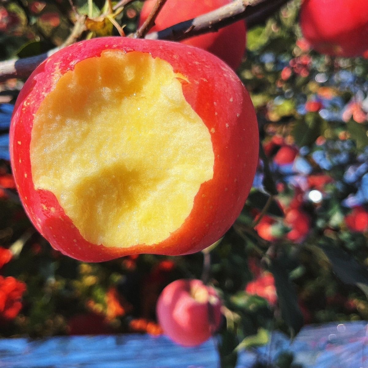 【诚信生态果农】当季生态种植山东烟台苹果红富士净重4/8斤红富士
