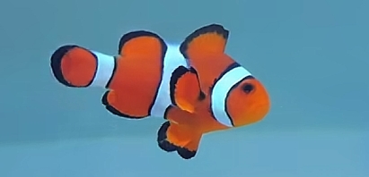 小丑鱼人工繁殖全纹全品公子小丑鱼