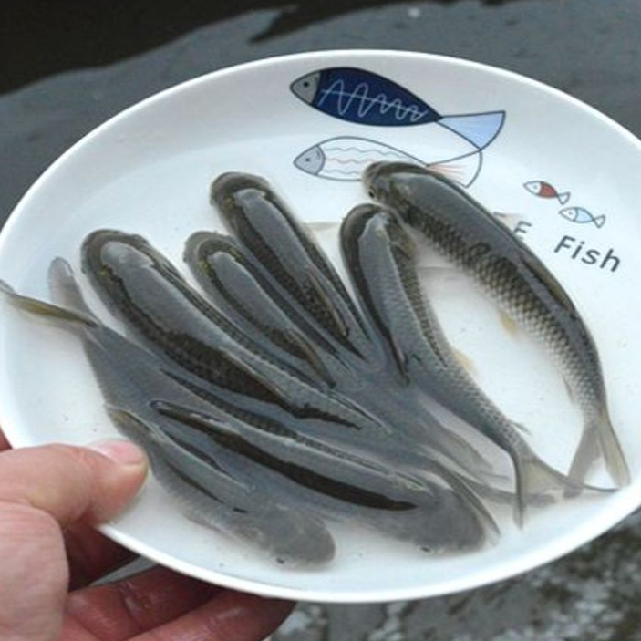 大草鱼淡水好养殖可食用草鱼四大家鱼鲩鱼半斤特大草鱼活体鱼