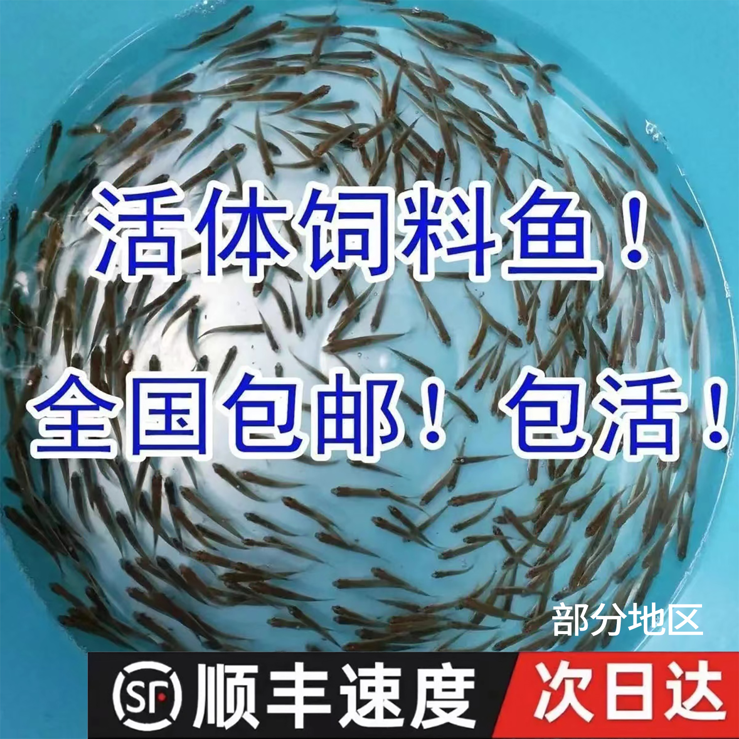 喂龟饲料鱼麦穗鱼喂龙鱼鲜活开口饲料淡水鱼冷水鱼杂鱼