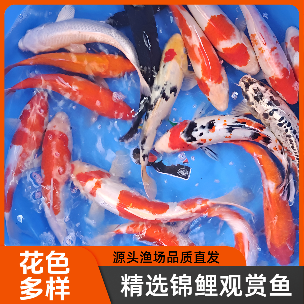 冷水小金鱼观赏鱼精品纯种锦鲤鱼小观赏鱼耐活冷水鱼红草金鱼