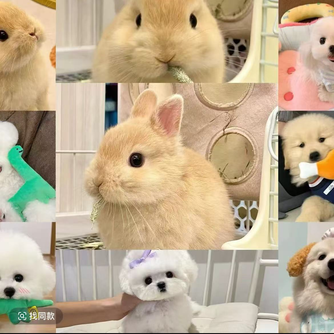 艳青杜宾通用宠物活体链接