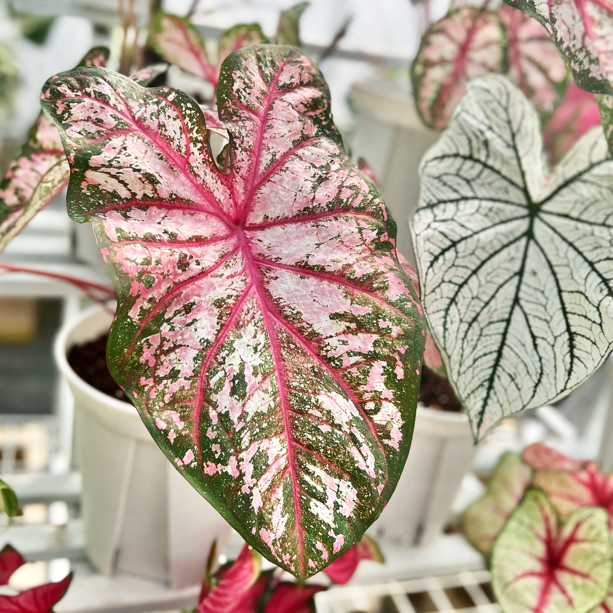 一箱花园 彩叶芋 泰彩 室内观叶植物网红ins风绿植一物一拍
