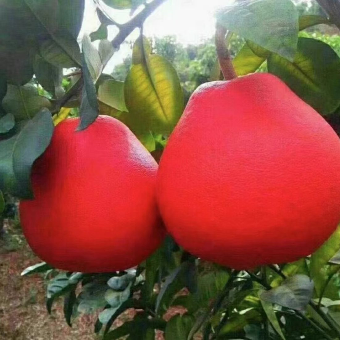 【柚子树苗】正宗红心柚子果树苗阳台庭院盆栽地栽无籽红心柚子苗