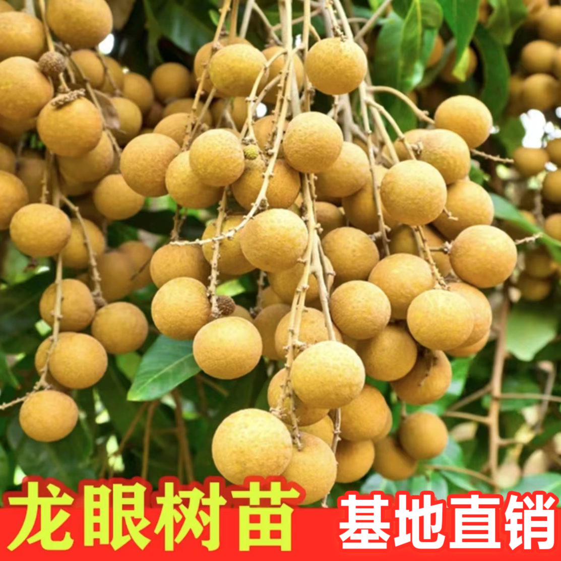 【四季大龙眼树苗】盆栽地栽石硖龙眼果树苗阳台庭院种植桂圆果树苗