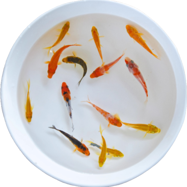 直播间一物一拍锦鲤