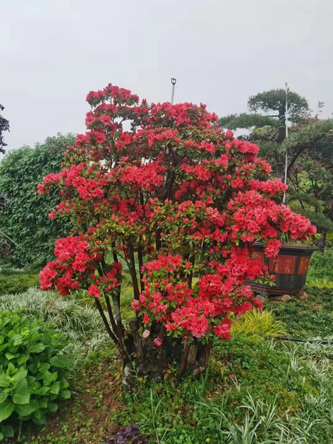 地景桩丹东红（直播间一物一拍）