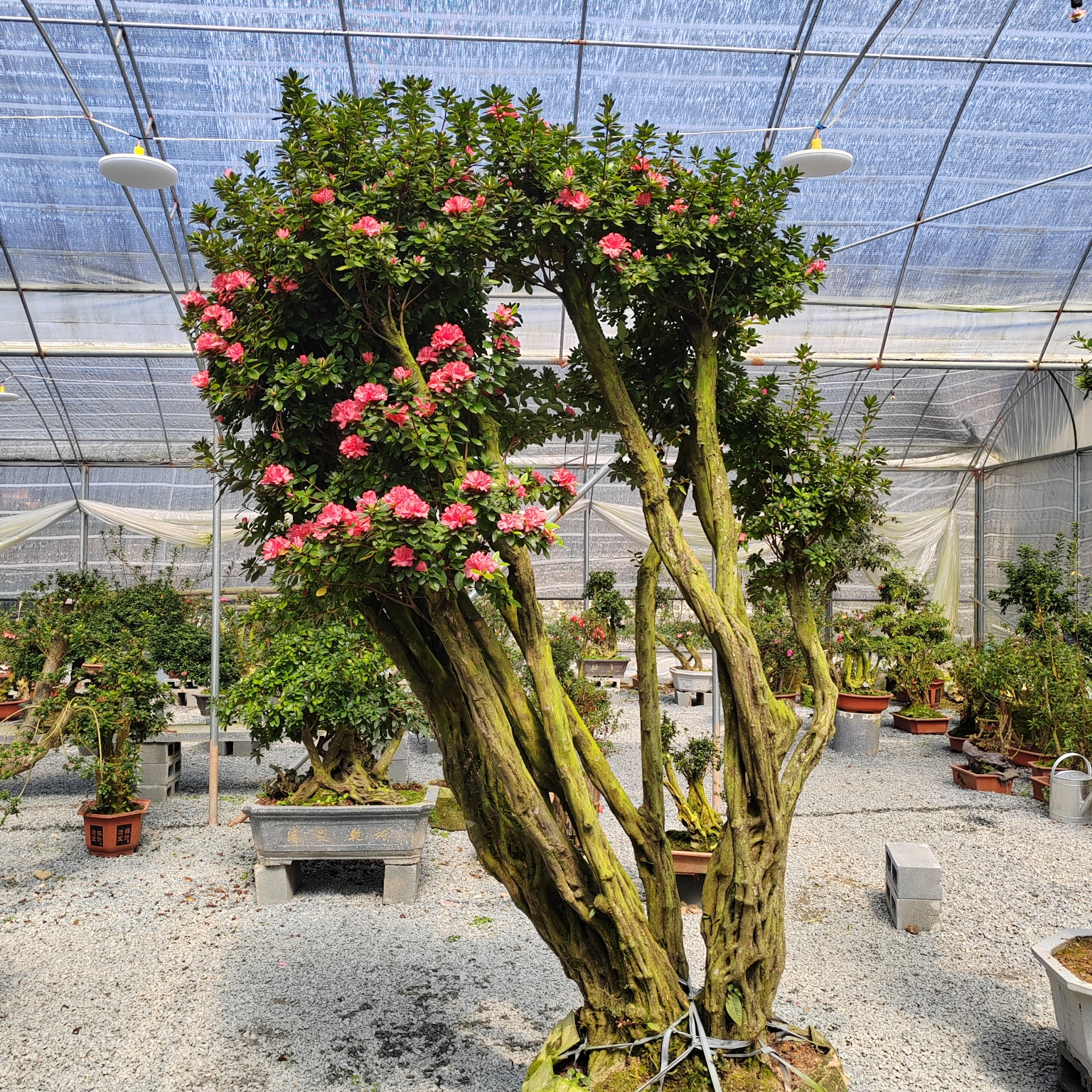 杜鹃花大型庭院阳台盆栽地栽老桩嫁接丹东红杜鹃花观赏植物