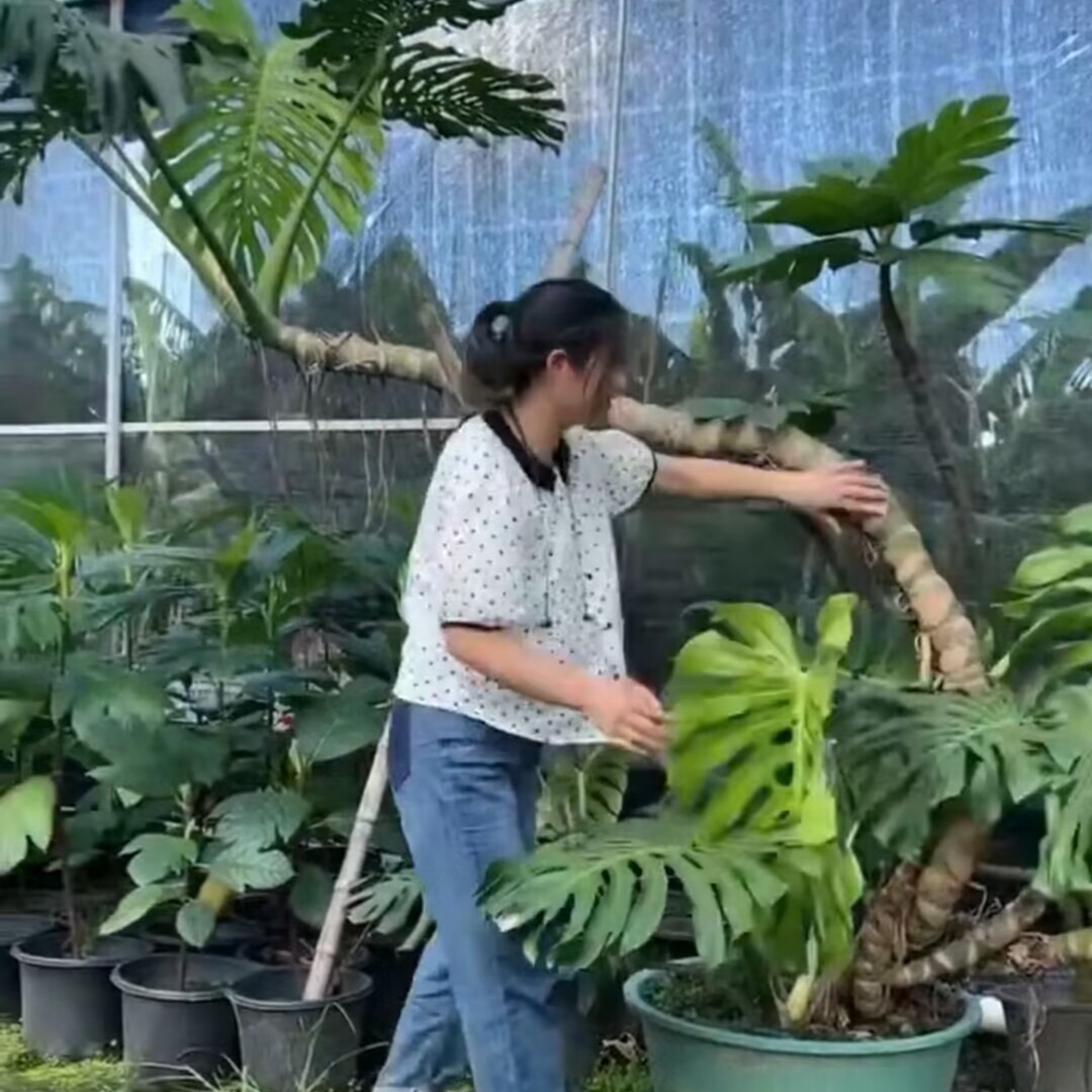 龟背竹大型盆栽绿植客厅室内绿植吸甲醛净化空气大叶老桩龟背竹