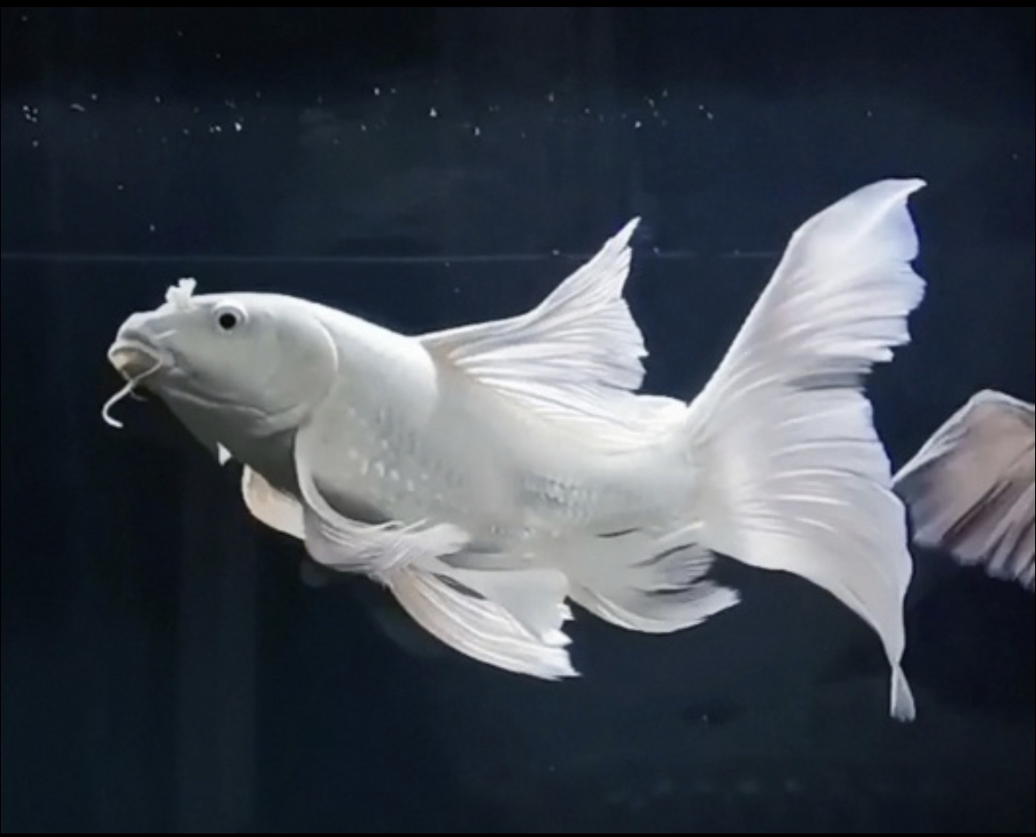 他家都是精品鱼，捡漏的来