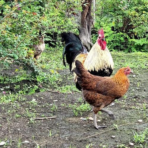 跑山土鸡  楚雄山区农户散养 一物一拍 (收拾好顺丰冷链发鸡肉)