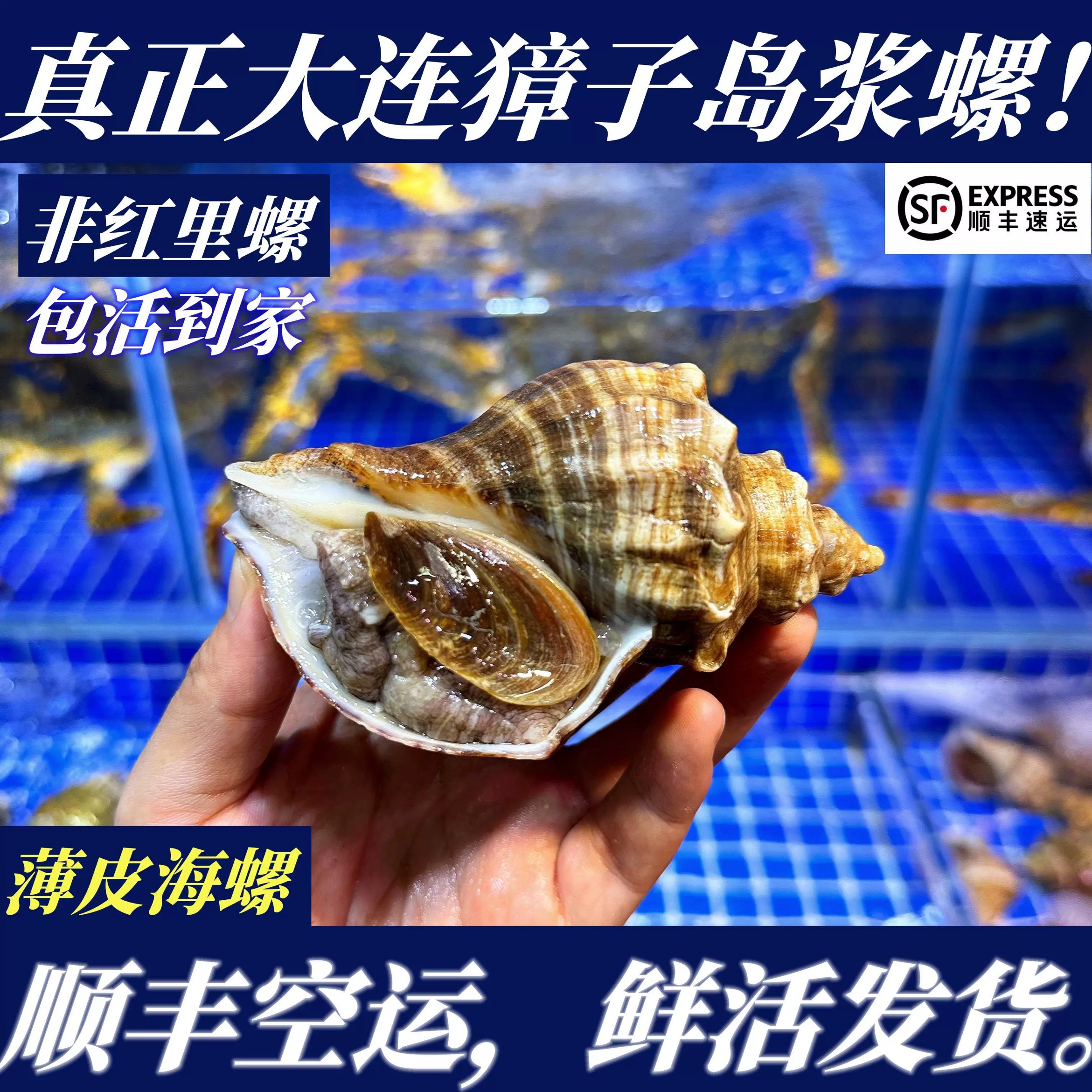 鲜活大连海螺獐子岛浆螺非红里螺薄皮海螺非花螺海捕【顺丰京东】