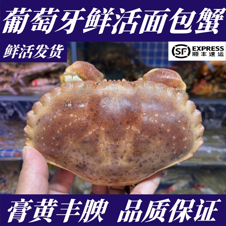 海捕超大鲜活面包蟹2只，肉肥口感佳新鲜捕捞活面包蟹【活鲜活发】