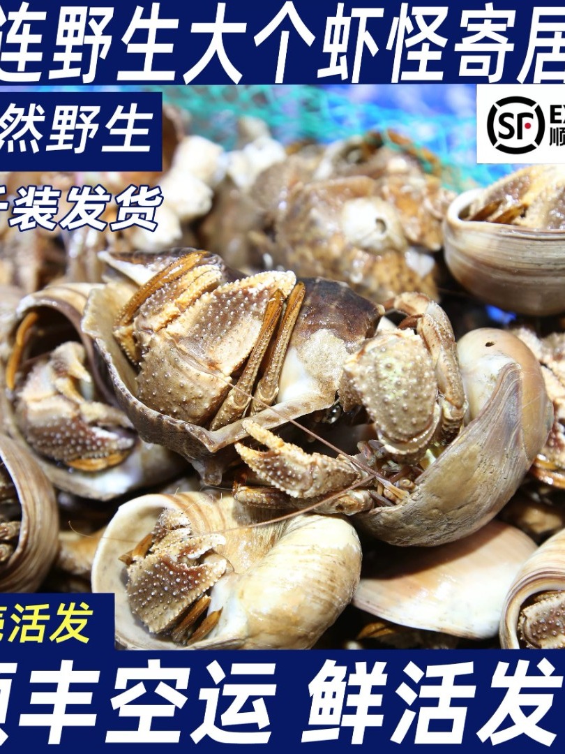 大连本地野生活鲜虾怪保鲜保肥不保活【个别有沙虫，甩籽，介意勿拍】