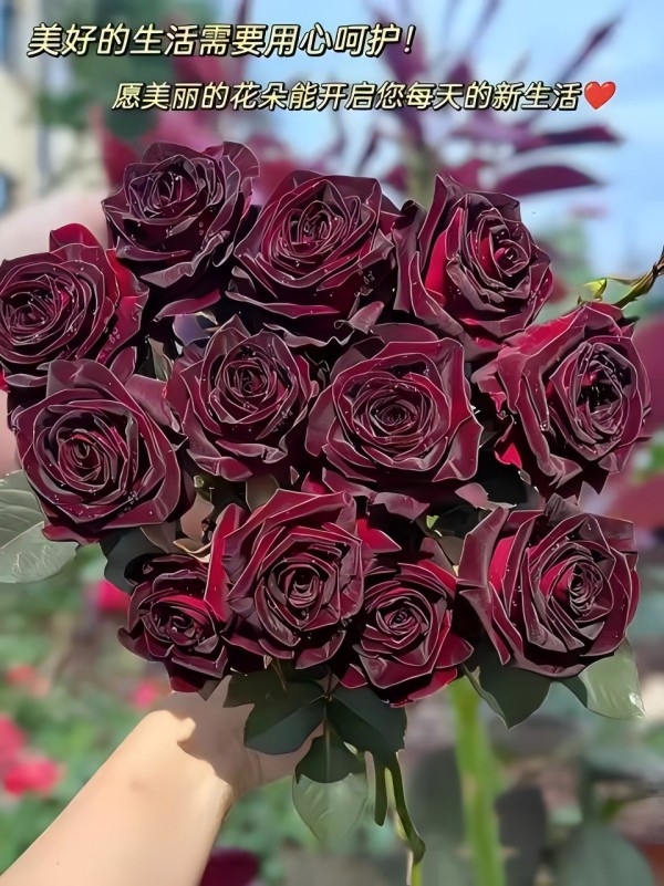 新美兰5送1现挖现发 玫瑰月季种植玫瑰花苗 基地直发盆栽地栽  