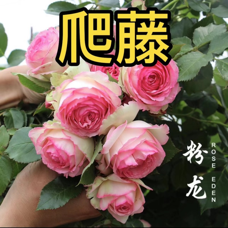  新买5送1爬藤月季花苗 蔷薇花苗 盆栽 地栽 阳台庭院四季