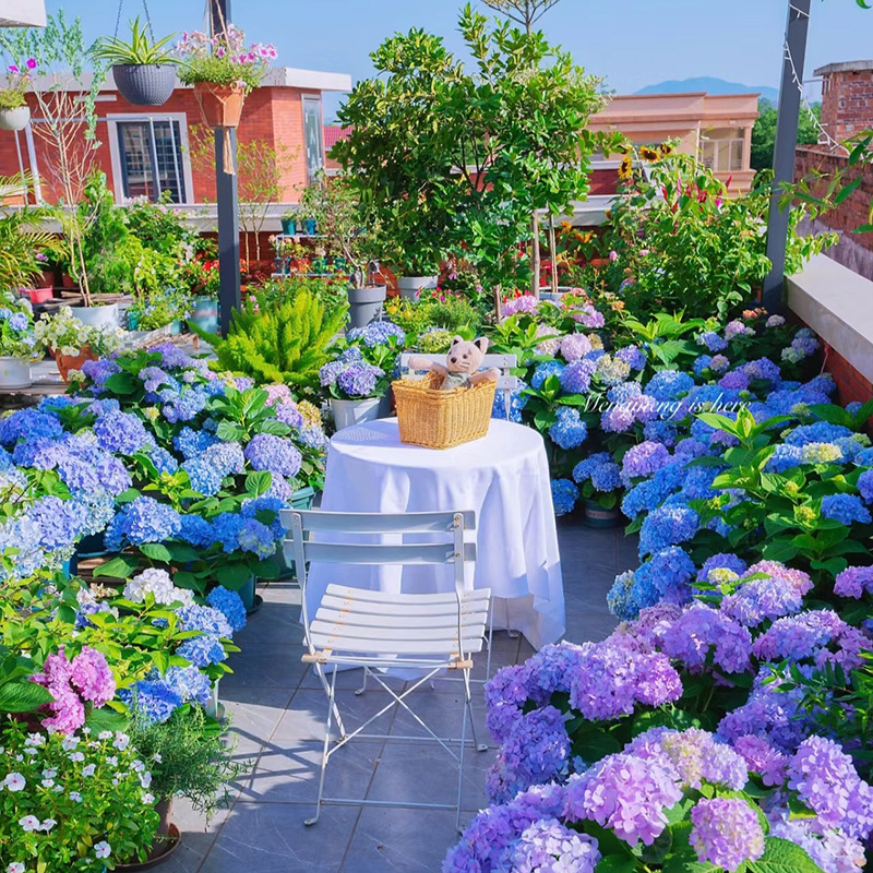 新【买五送一】云南基地直发3年绣球 苗绣球花盆栽地栽花园容易种植