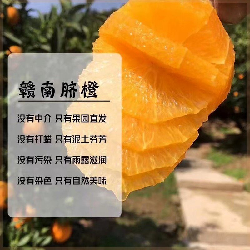【嘉昊】正宗赣南脐橙现摘特大果当季孕妇新鲜水果手剥甜橙子赣