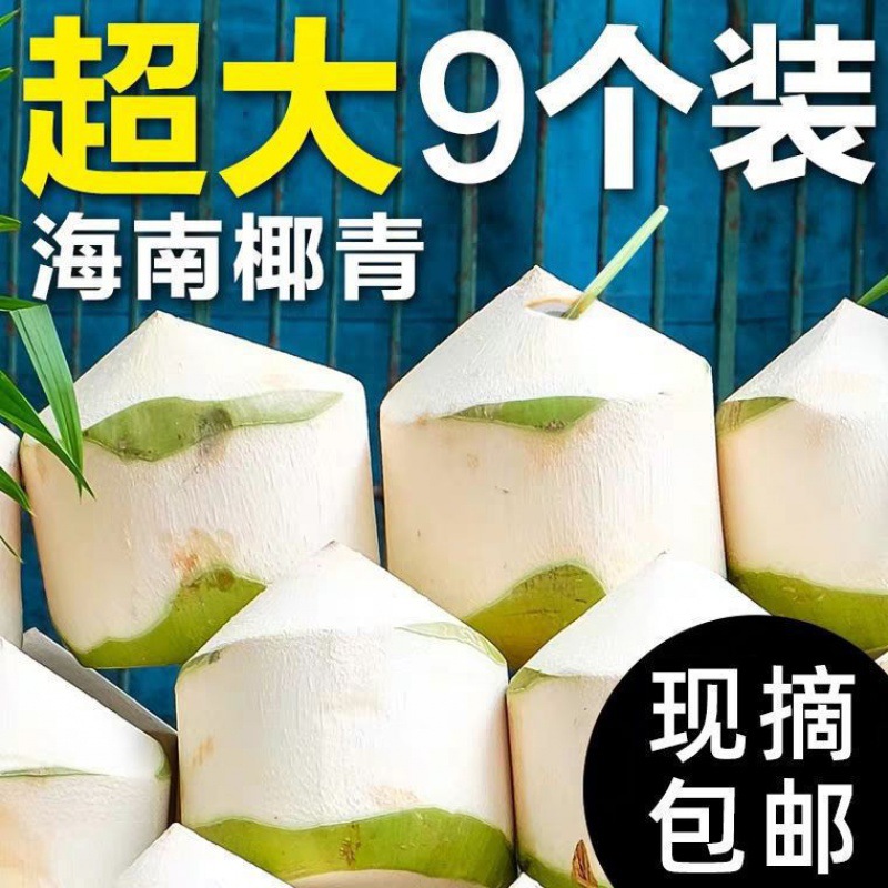 【嘉昊】椰青海南特产椰子新鲜水果椰肉椰汁椰皇毛椰香水椰大