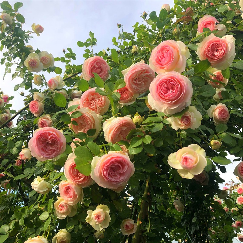 植株藤本月季花爬藤特大浓香型庭院植物花卉盆栽阳台玫瑰重瓣四季