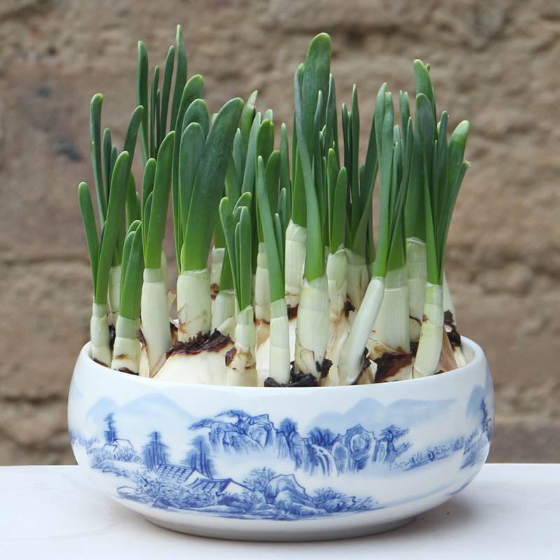 【养护好已长叶】水仙花种球发芽水培冬季花卉春节开花带芽发货