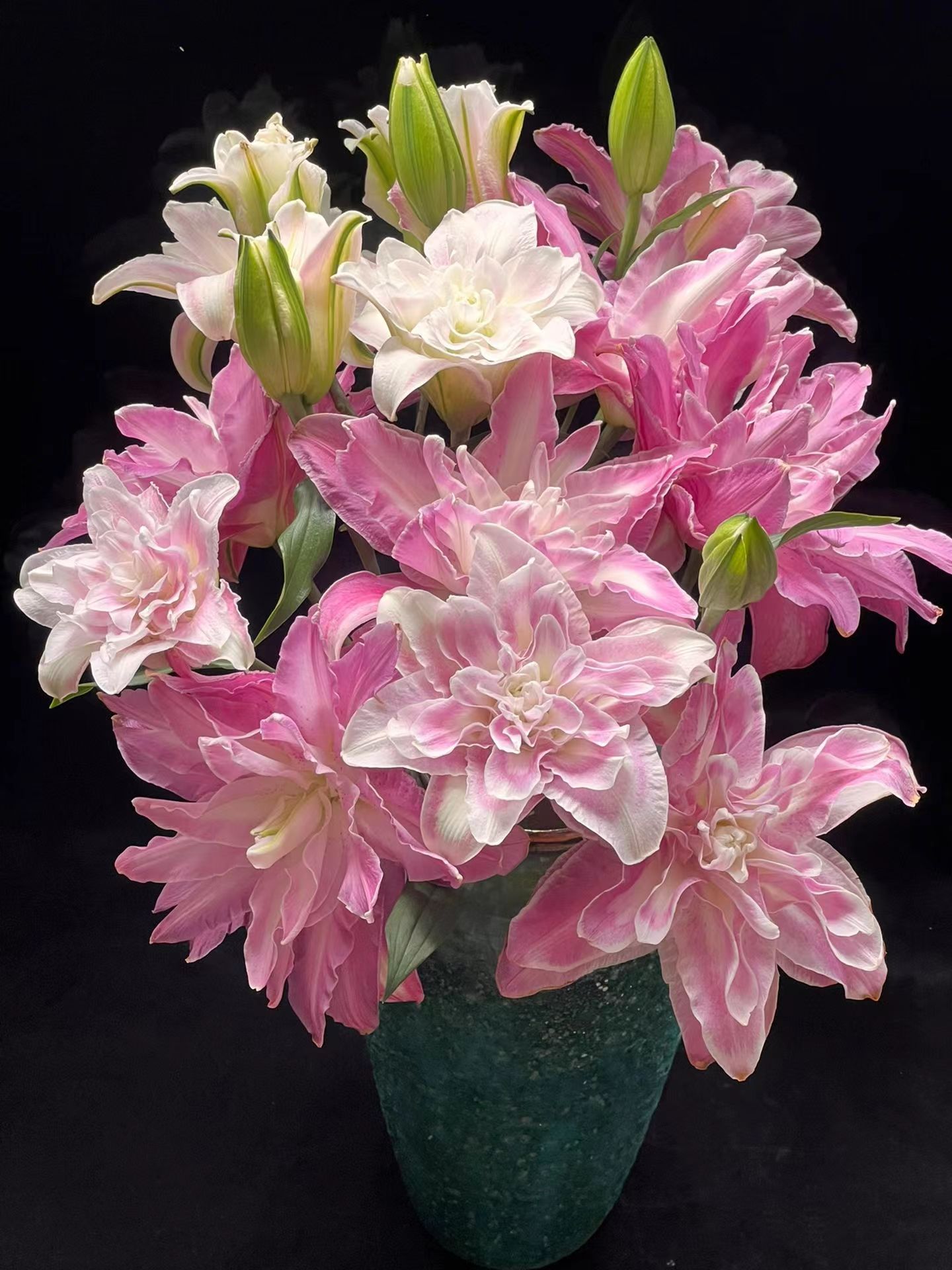 莲花系列重瓣香水百合