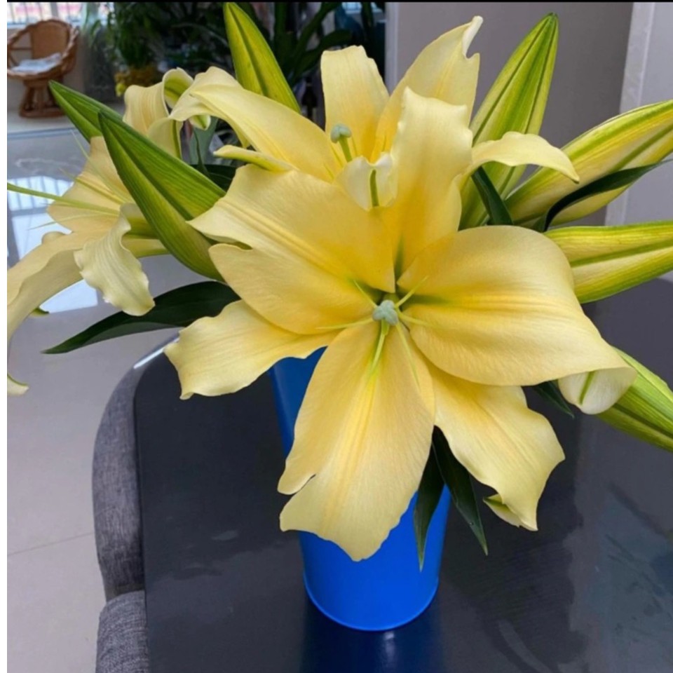 【香水百合花】大皇帝单瓣百合花（地区颜色香味有差异介意慎拍）