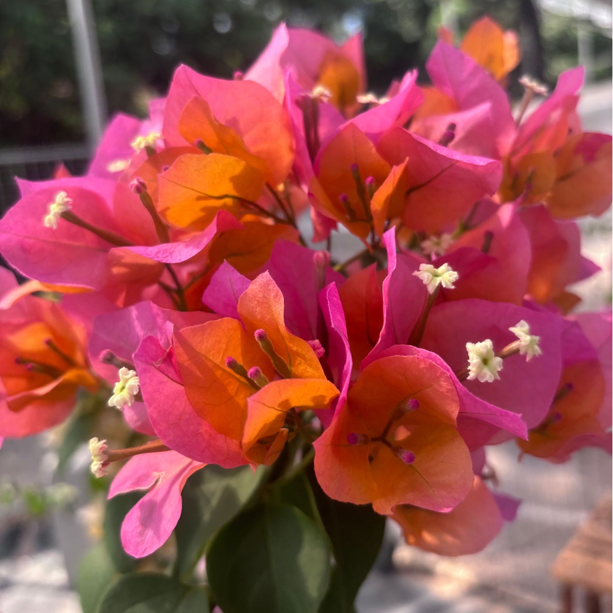 【一亩花匠园艺】树型勤花好养爬藤三角梅老桩四季花卉盆栽一物一拍