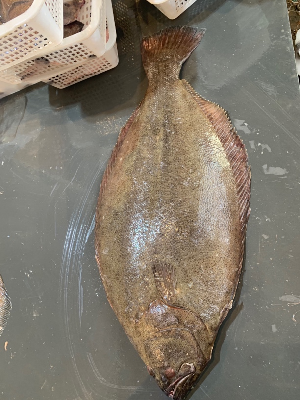 青岛新鲜野生   大鸦片鱼一条