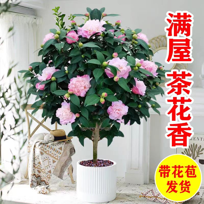 YD浓香型香香公主盆栽花卉植物室内好养活四季开花带花苞绿植