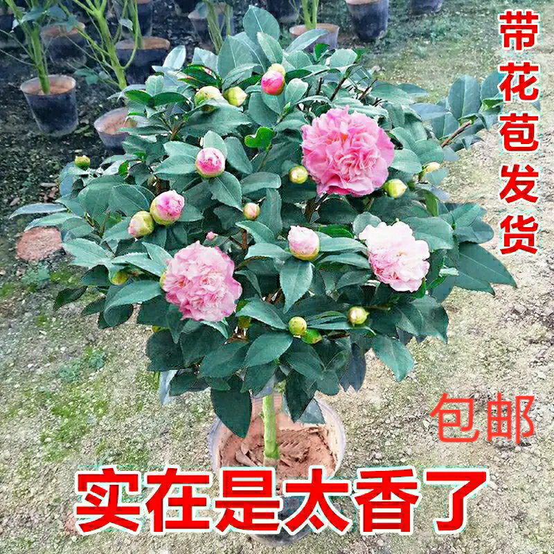 SW9年大苗香妃茶花带花苞四季开花浓香好养耐寒耐热室内室外盆栽