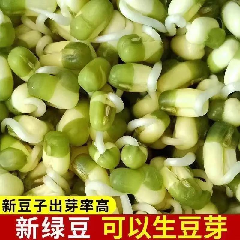 【活动中】正宗生态绿豆营养农家新绿豆绿豆粥汤绿豆发芽新鲜颗粒饱