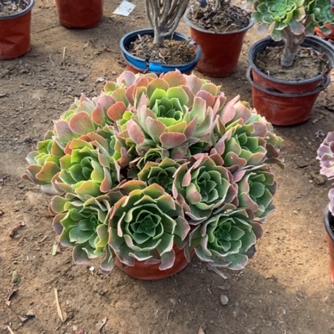 5号链接柠檬玫瑰多肉