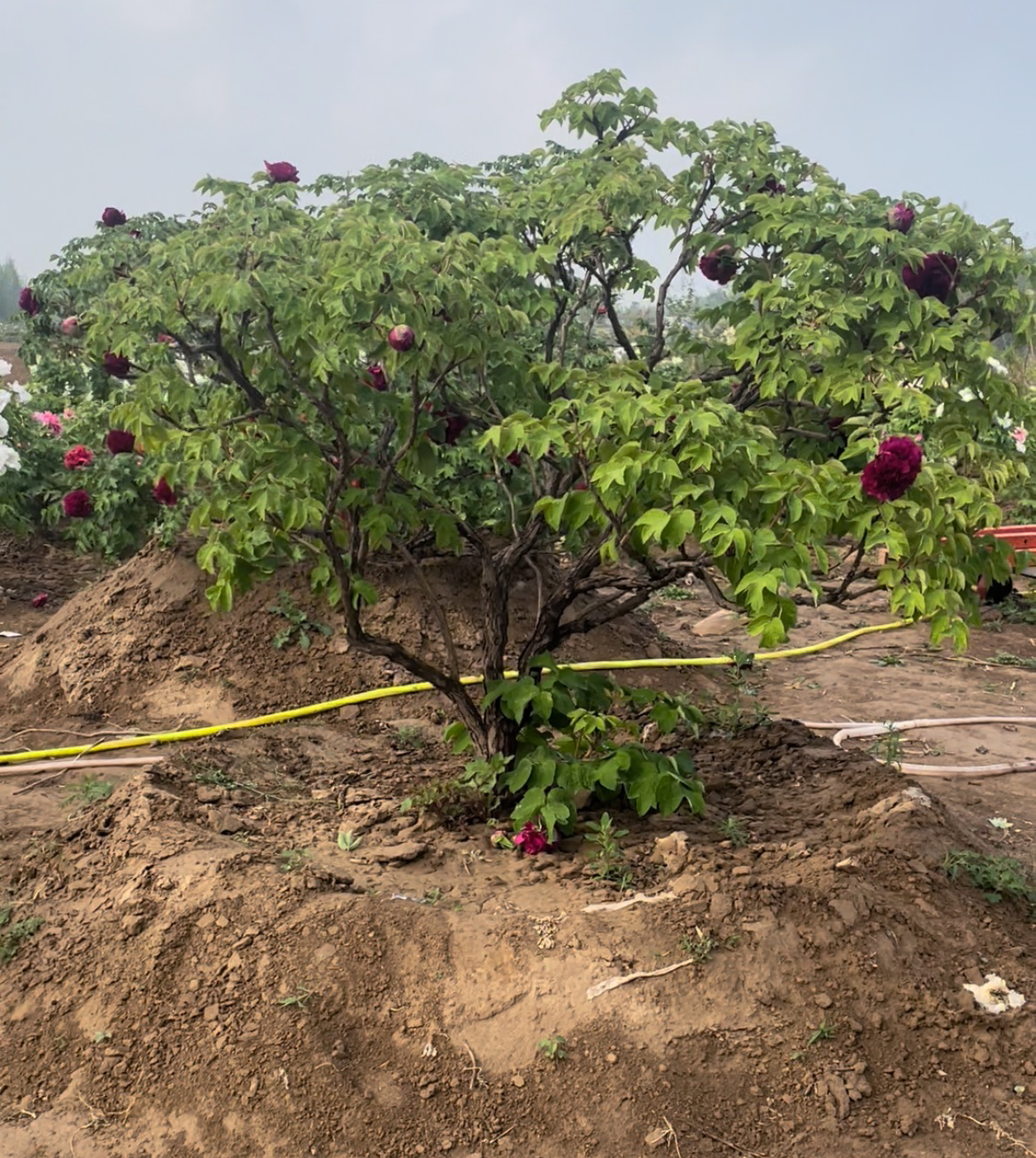 百年牡丹首案红独杆红色千层大花紫根菏泽产地一物一拍