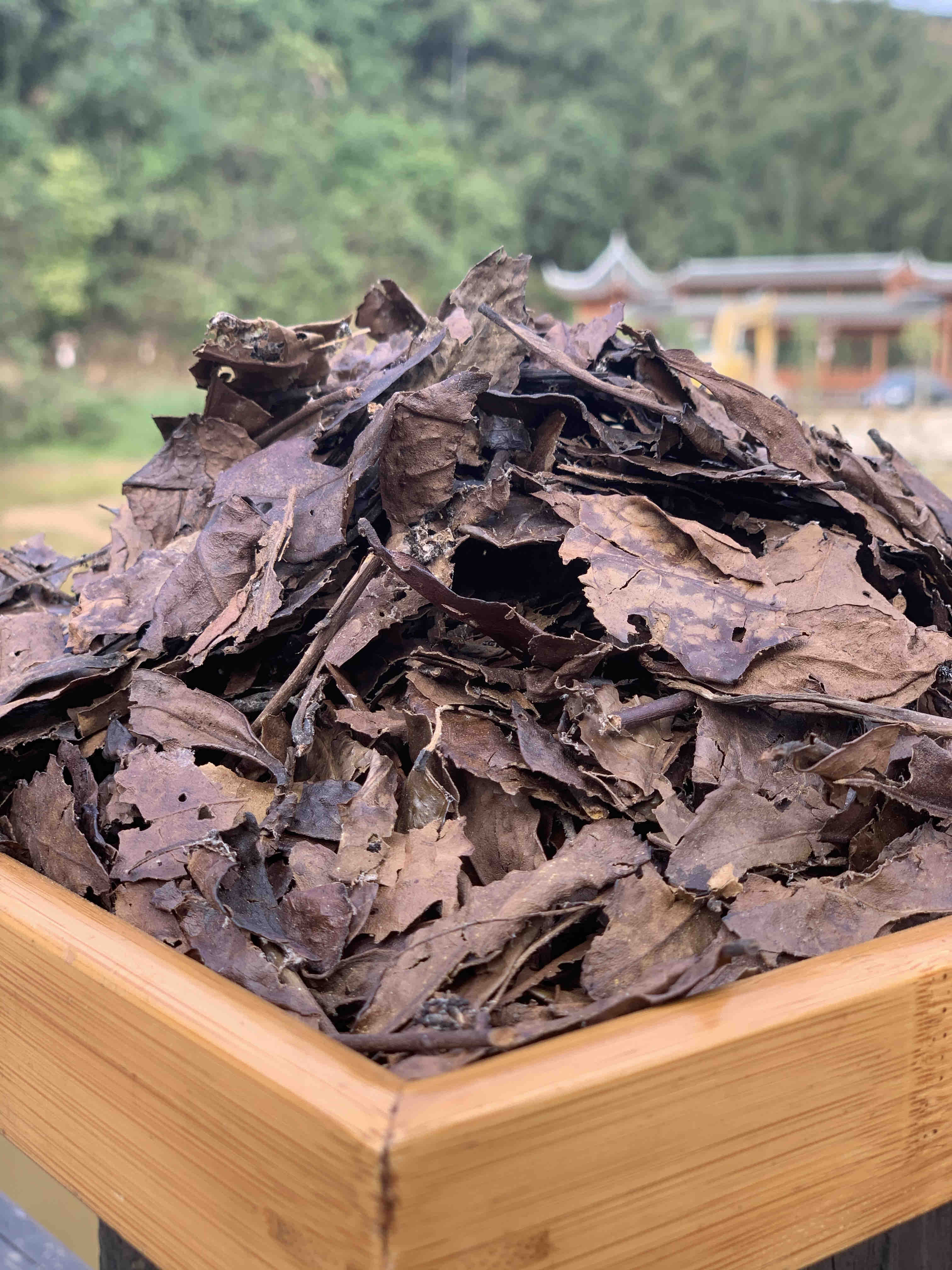 韦老师：九十年代六堡老茶婆，药香浓，冰糖甜