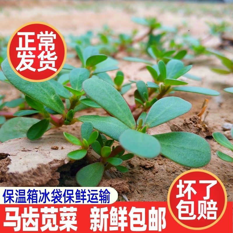 【顺丰包邮】新鲜现挖马齿苋野生马蜂菜野菜五行菜当季野菜蚂蚁菜