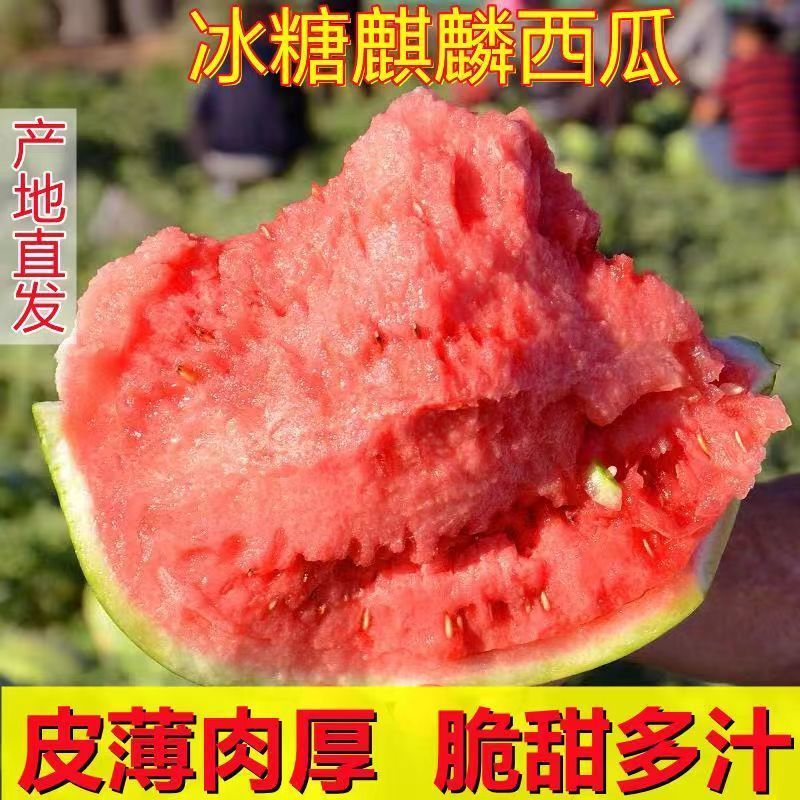 X云南西双版纳麒麟西瓜无籽麒麟瓜8424西瓜新鲜薄皮农家种植