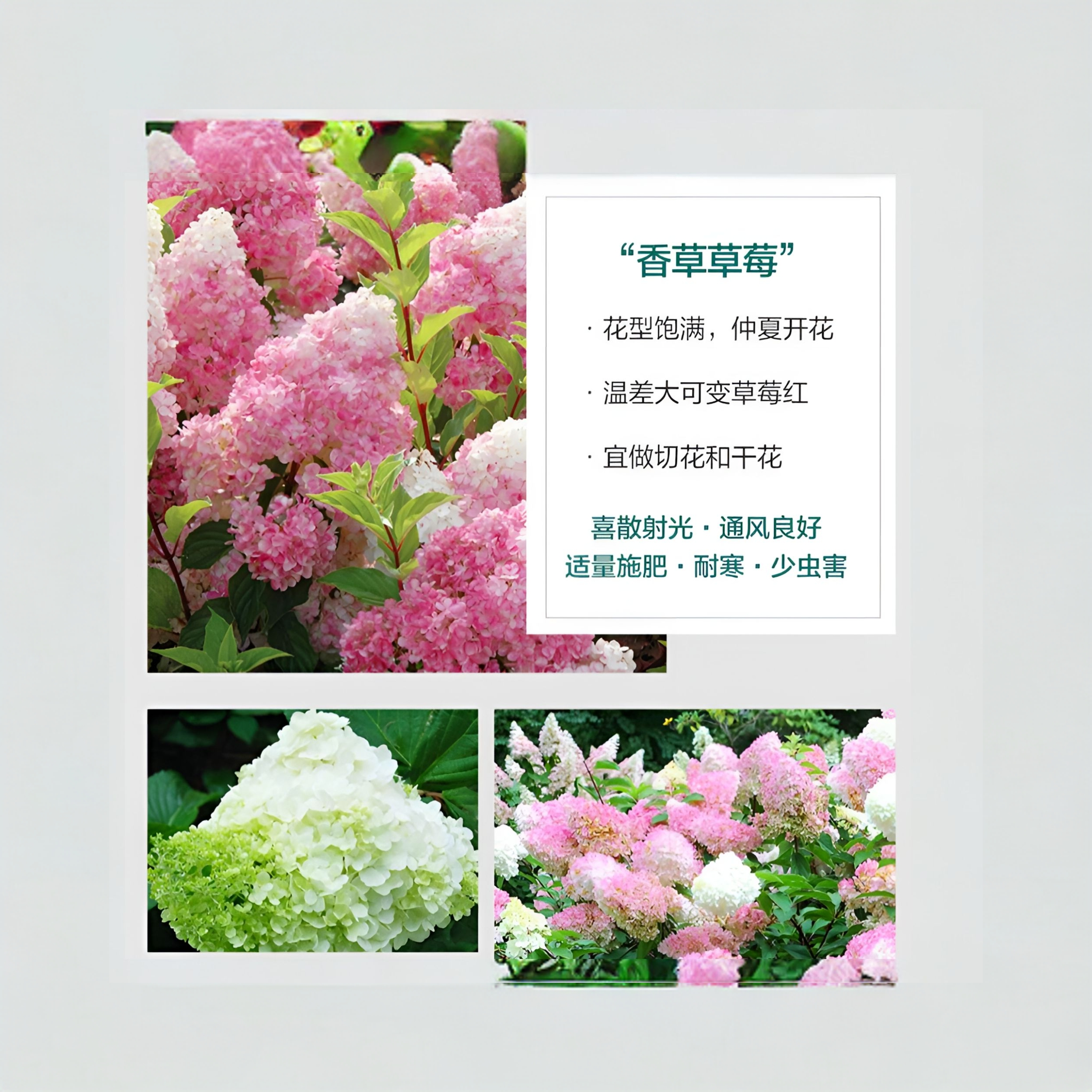 【圆锥绣球育苗袋拍一发三】随机拍云南露天木本圆锥绣球绿植盆栽