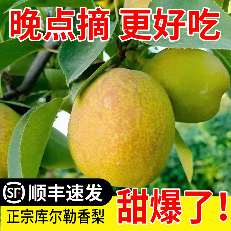 【顺丰产地直发坏果包赔】新疆正宗库尔勒香梨香甜无渣皮薄新鲜多汁