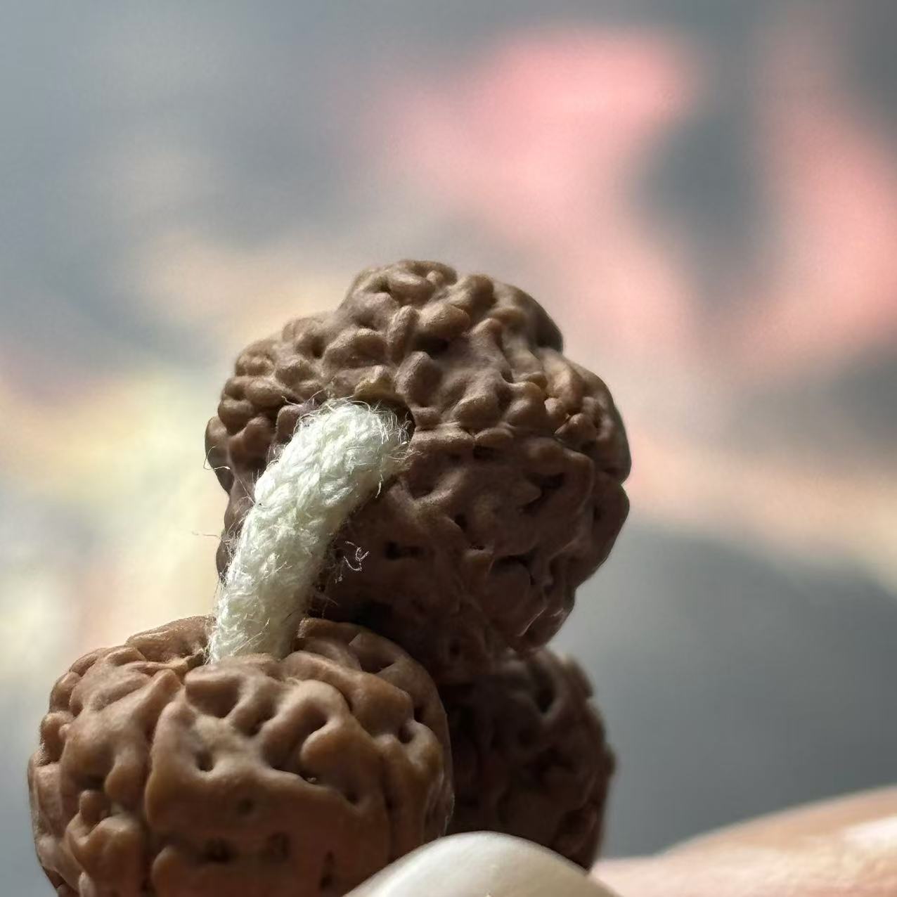 《大嫂》老树籽矮桩平细108金刚菩提8左右+礼盒