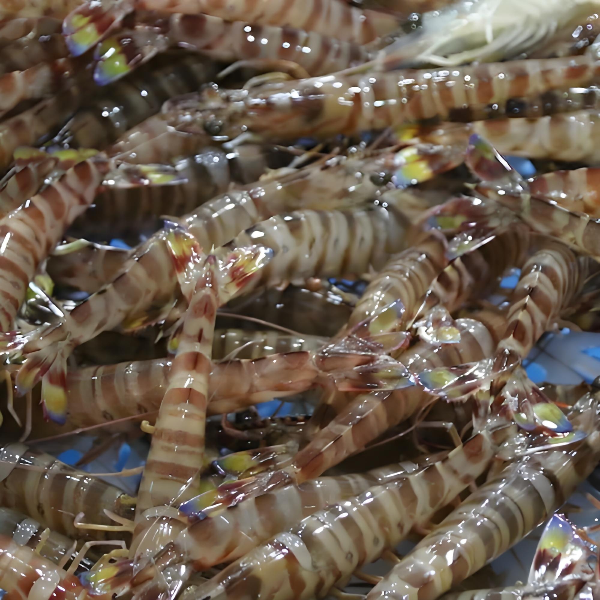 浙江原产地鲜活基围虾