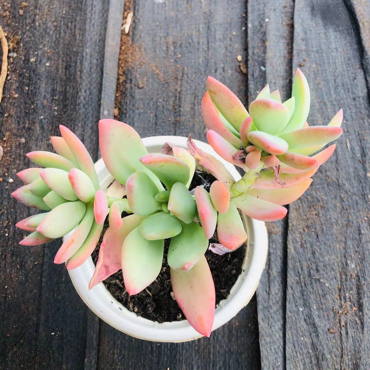 芒果美人多肉 阳台露台绿植栽种养护 满9.9包邮